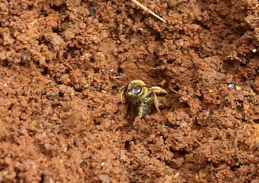 Apoideo scavatore: Femmina di Halictus sp.